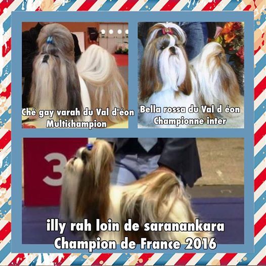 Du Domaine Du Shiloh - CHAMPIONNAT DE FRANCE 2016 