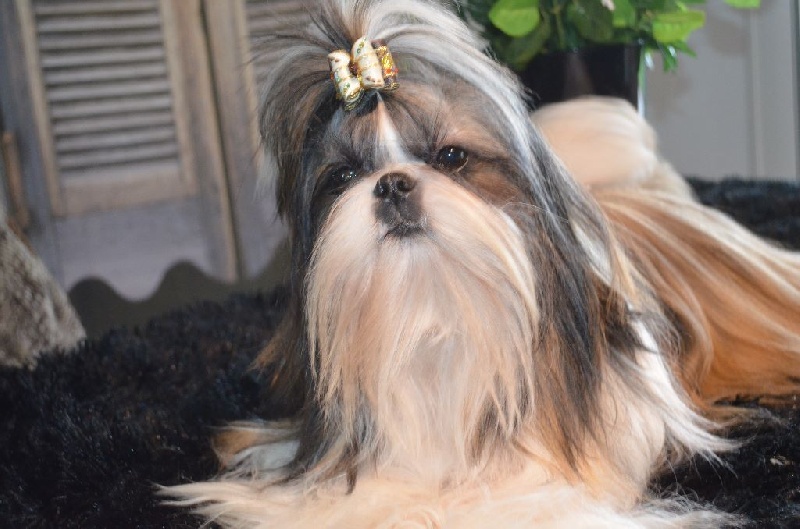 Illary Du Domaine Du Shiloh