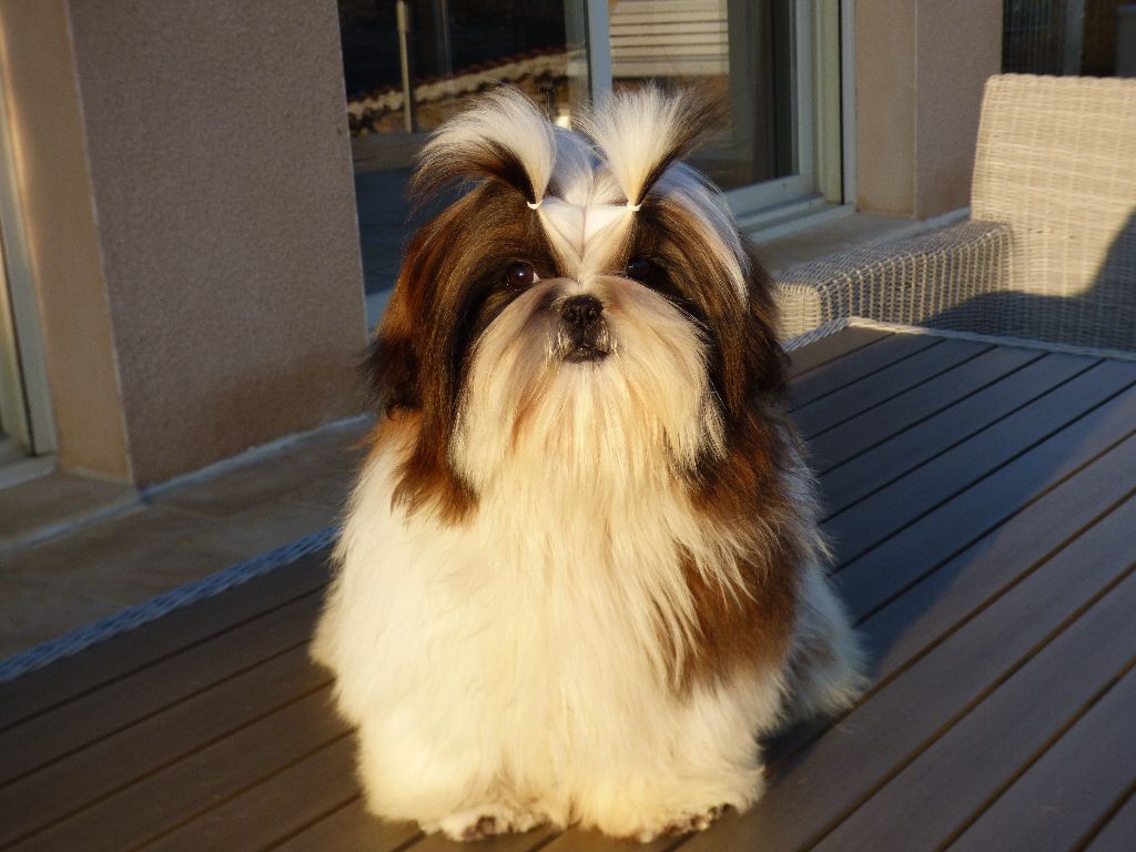 Mahalya Du Domaine Du Shiloh