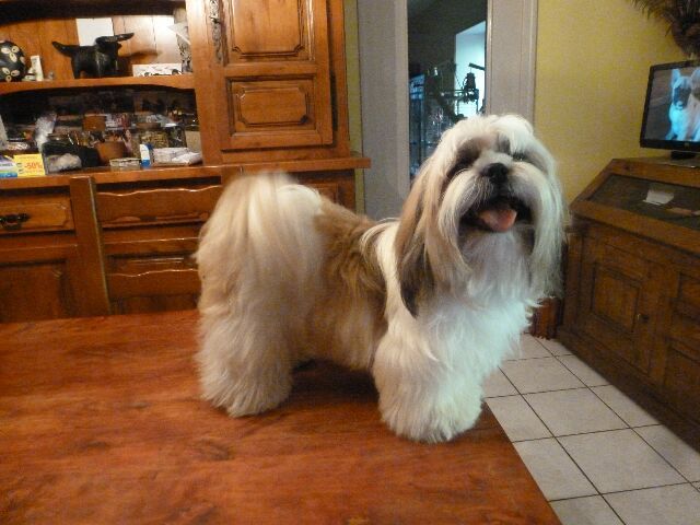 Mimoun Du Domaine Du Shiloh