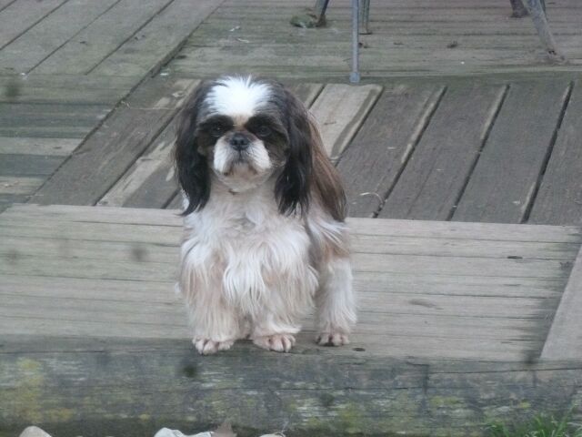 Iki shimo Du Domaine Du Shiloh